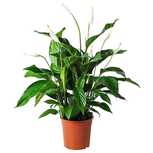 AMPLEX Spathiphyllum Peace Lily Live Plant, 6" 1 Gallon Pot, Indoor/Outdoor Air Purifier!