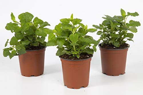 The Three Company Healthy Live 4" Lemon Balm ((3 Per Pack), 1 Pint Pot, Natural Stress Reliever