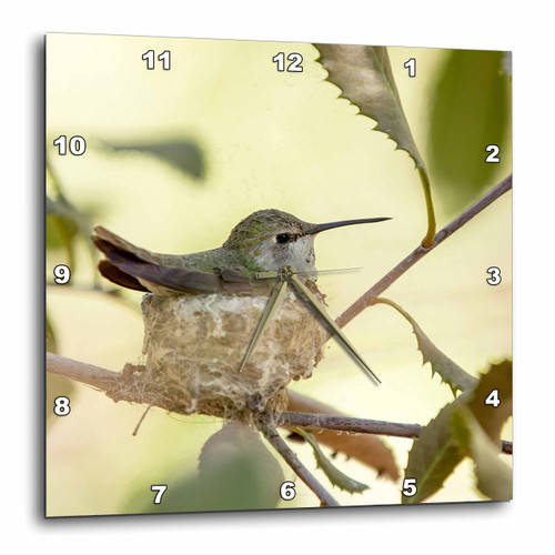 3dRose USA, Arizona, Tucson, Sonoran Desert Museum. Hummingbird on Her Nest. - Wall Clock, 10 by 10-Inch (DPP_206814_1)
