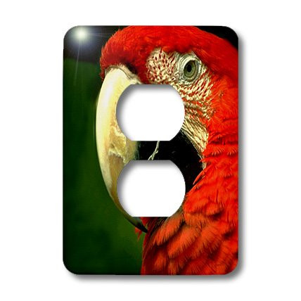 3dRose lsp_685_6 Green - Winged Macaw 2 Plug Outlet Cover