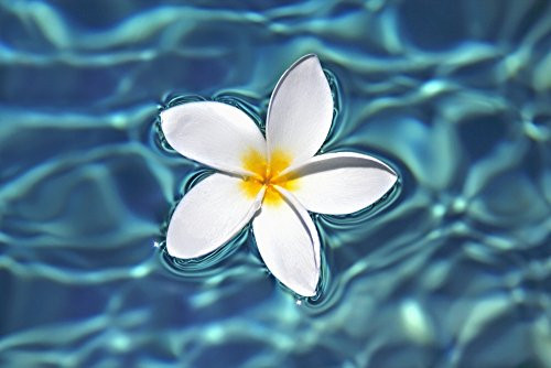 Posterazzi Plumeria flower floating in clear blue water Poster Print (18 x 12)