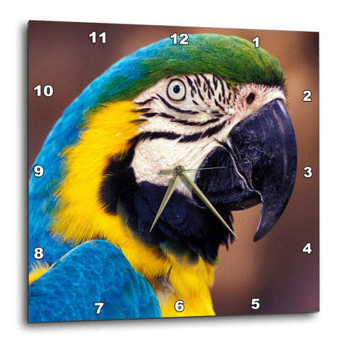 3dRose DPP_83729_1 USA, Florida Macaw, Parrot, Tropical Bird NA02 DGU0006 Darrell Gulin Wall Clock, 10 by 10"