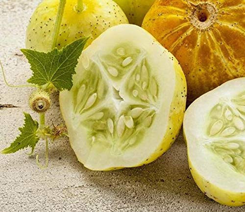 Heirloom Lemon Cucumber Seeds - Cucumis sativus - 30 Seeds, 1 Gram - B31 Heirloom Lemon Cucumber Seeds - Cucumis sativus - 30 Seeds, 1 Gram - B31