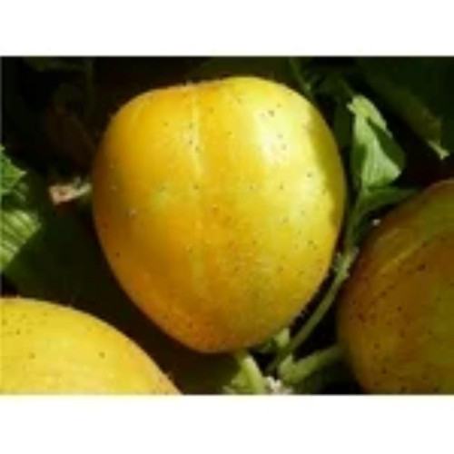 Heirloom Lemon Cucumber Seeds - Cucumis sativus - 25 Seeds, 1 Gram - B31 Heirloom Lemon Cucumber Seeds - Cucumis sativus - 25 Seeds, 1 Gram - B31