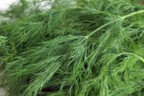 Dill Seed, Mammoth Long Island, Heirloom, Non GMO, 100+ Seeds, Herb Fresh or Dried