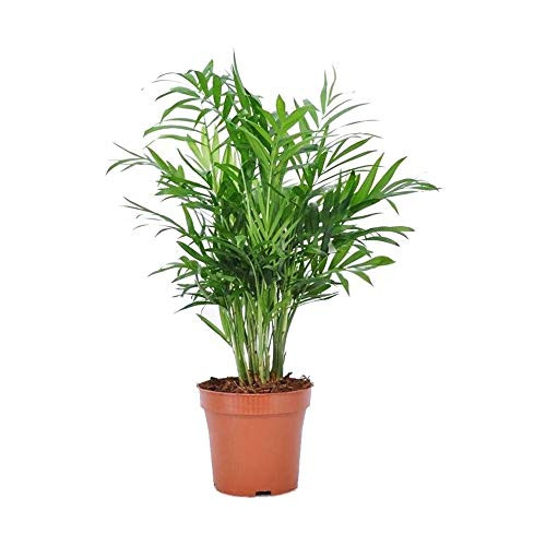 AMERICAN PLANT EXCHANGE Chamaedorea Elegans Victorian Parlour Palm Live Plant, 6" 1 Gallon Pot, Indoor/Outdoor Air Purifier