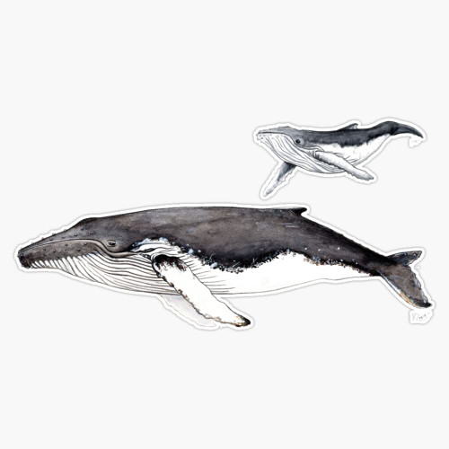 North Atlantic Humpback Whale Sticker Sticker Decal Bumper Sticker Waterproof 5"
