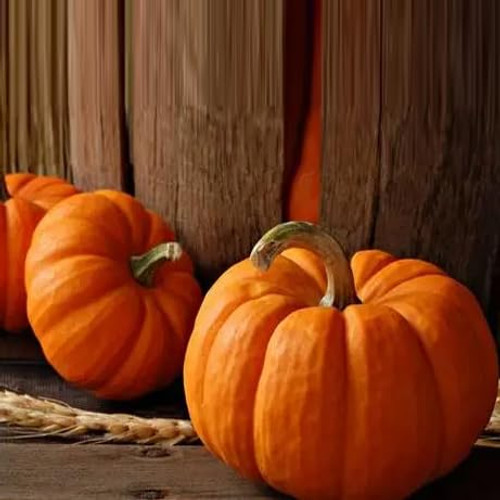 30+ Big Max Pumpkin Seeds for Planting Giant Pumpkins Non-GMO USA Grown Vegetable Seed 30+ Big Max Pumpkin Seeds for Planting Giant Pumpkins Non-GMO USA Grown Vegetable Seed