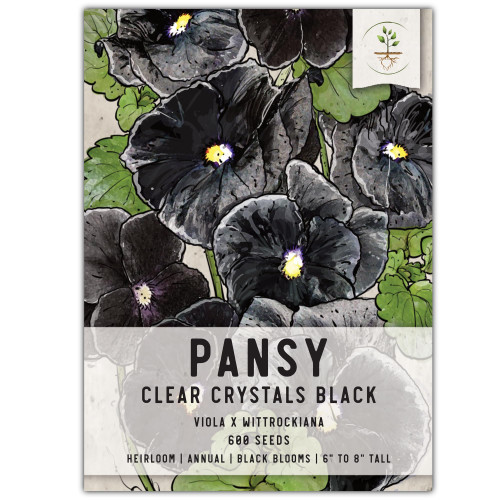 Seed Needs, Clear Crystals Black Pansy Seeds - 600 Heirloom Seeds for Planting Viola x wittrockiana - Deep Burgundy/Black Blooms, Edible Flowers (1 Pack) Seed Needs, Clear Crystals Black Pansy Seeds - 600 Heirloom Seeds for Planting Viola x wittrockiana - Deep Burgundy/Black Blooms, Edible Flowers (1 Pack)