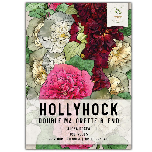 Seed Needs, Double Majorette Hollyhock Seeds - 100 Heirloom Seeds for Planting Alcea rosea - Mixed Biennial Flower That Attracts Pollinators to The Garden (1 Pack) Seed Needs, Double Majorette Hollyhock Seeds - 100 Heirloom Seeds for Planting Alcea rosea - Mixed Biennial Flower That Attracts Pollinators to The Garden (1 Pack)