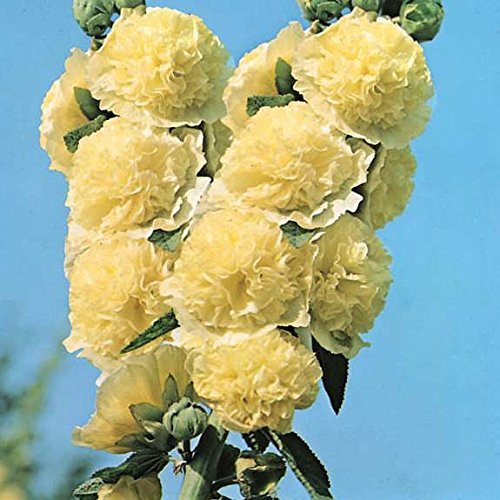 Outsidepride 100 Seeds Perennial Alcea rosea Double Yellow Hollyhock Flower Seeds for Planting Outsidepride 100 Seeds Perennial Alcea rosea Double Yellow Hollyhock Flower Seeds for Planting