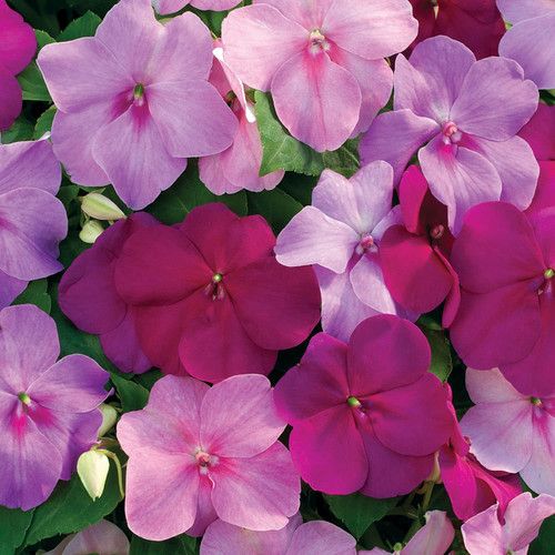 Outsidepride 100 Seeds Impatiens Xtreme Sapphire Shade Garden Flower Seed Mix for Planting