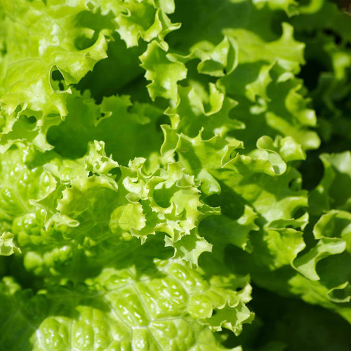 Leaf Lettuce Garden Seeds - Grand Rapids - 1 g Packet ~900 Seeds - Non-GMO, Heirloom Vegetable Gardening & Microgreens Seed