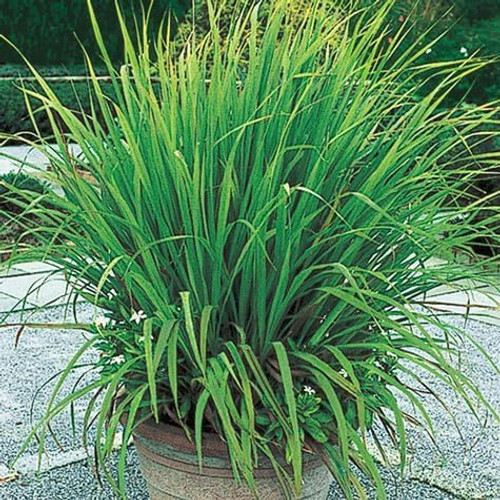 Lemongrass Seeds Non-GMO Heirloom Seeds Lemon Grass Herbs Seeds for Planting Garden, Indoor or Outdoor