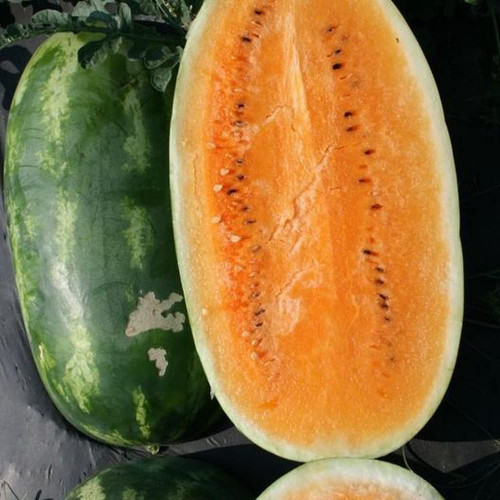 40 Watermelon Seeds Tendersweet Orange Heirloom - Non-GMO - Always Fresh Seeds!