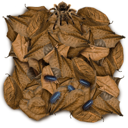 SunGrow 50 Pack Leaf Litter for Spider, Cricket & Isopod, Mini Catappa Dried Indian Almond Leaves, for Vivarium, Terrarium & Aquarium, Mimics Familiar Habitat & Perfect Hiding Spot, Terrarium Decor SunGrow 50 Pack Leaf Litter for Spider, Cricket & Isopod, Mini Catappa Dried Indian Almond Leaves, for Vivarium, Terrarium & Aquarium, Mimics Familiar Habitat & Perfect Hiding Spot, Terrarium Decor