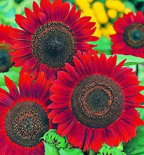 Sunflower Seeds for Planting - Grow Red Velvet Queen Sun Flowers in Your Garden - 25 Non GMO Heirloom Seeds - Full Planting Instructions for Easy to Grow - Great Gardening Gifts (2 Packets) Sunflower Seeds for Planting - Grow Red Velvet Queen Sun Flowers in Your Garden - 25 Non GMO Heirloom Seeds - Full Planting Instructions for Easy to Grow - Great Gardening Gifts (2 Packets)