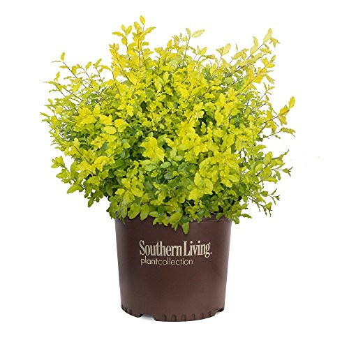 Southern Living Plant Collection 3953Q 2.5 Qt - 'Sunshine' Ligustrum Live Shrub, Quart