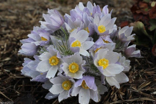 Anemone Pasque Flowers Seeds-White PULSATILLA - 50 Seeds ,Perennial !