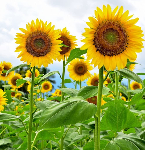 Mammoth Sunflower Seeds for Planting - Grow Giant Sun Flowers in Your Garden - 50 Non GMO Heirloom Seeds - Full Planting Instructions for Easy Grow - Great Gardening Gifts (2 Packets) Mammoth Sunflower Seeds for Planting - Grow Giant Sun Flowers in Your Garden - 50 Non GMO Heirloom Seeds - Full Planting Instructions for Easy Grow - Great Gardening Gifts (2 Packets)