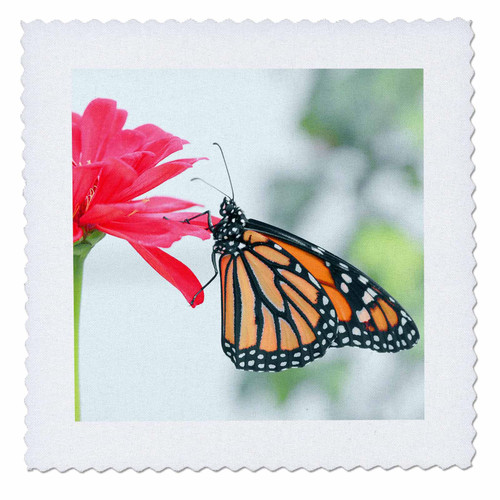 3dRose Macro Photograph of a Monarch Butterfly on a red Zinnia Flower. - Quilt Squares (qs_350926_2) 3dRose Macro Photograph of a Monarch Butterfly on a red Zinnia Flower. - Quilt Squares (qs_350926_2)