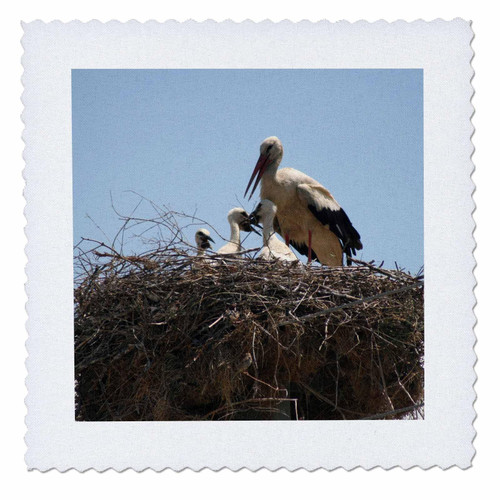 3dRose Taiche - Photography - Stork - Stork and Storklets On The Nest - Quilt Squares (qs-364781-2)