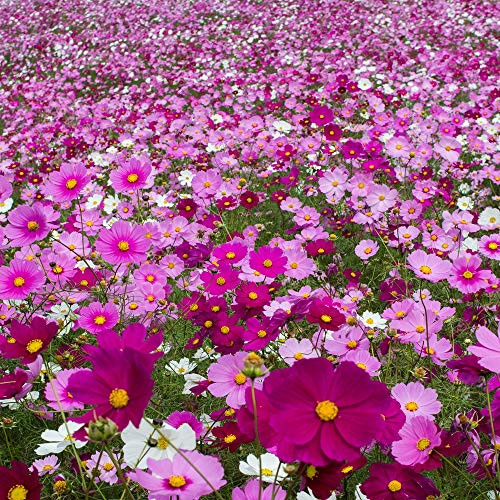 Outsidepride Cosmos Flower Seed Mix - 1 LB