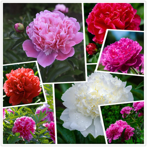 Peony Seeds, 50+ Cotton Candy Peony Mix Seeds for Planting, Flower Seeds for Planting Peony Seeds, 50+ Cotton Candy Peony Mix Seeds for Planting, Flower Seeds for Planting