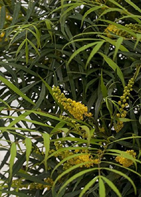 Southern Living Plant Collection 4126Q 2.5 Qt - Soft Caress Mahonia, Quart