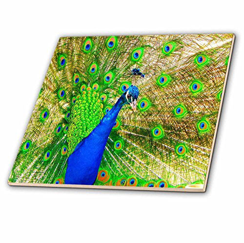 3dRose ct_99604_2 Brilliant Colored Peacock Remastered Photograph-Ceramic Tile, 6-Inch