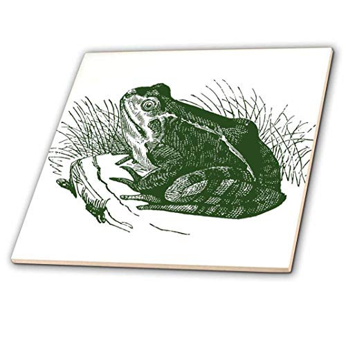3dRose ct_186785_2 Green Frog-Ceramic Tile, 6-Inch