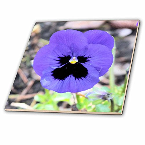 3dRose ct_43987_2 Purple Pansy Flower-Floral Photography-Ceramic Tile, 6-Inch