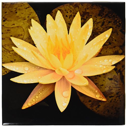 3dRose ct_13905_2 Yellow Lotus Flower-Ceramic Tile, 6-Inch