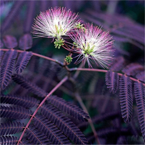 CHUXAY GARDEN 5 Seeds Albizia Julibrissin Seed,Summer Chocolate,Silk Tree,Mimosa,Bastard Tamarind,Nemu Tree Exotic Flowering Deciduous Hardy Tree Privacy Screen Striking Landscaping Plant CHUXAY GARDEN 5 Seeds Albizia Julibrissin Seed,Summer Chocolate,Silk Tree,Mimosa,Bastard Tamarind,Nemu Tree Exotic Flowering Deciduous Hardy Tree Privacy Screen Striking Landscaping Plant