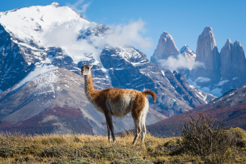 Guanaco Standing in Mountains of Patagonia Chile Photo South America Llama Animal Photograph Cool Wall Decor Art Print Poster 18x12