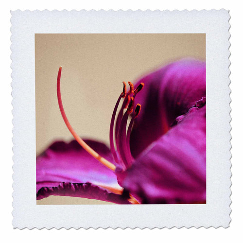 3dRose A Macro Photograph of a Purple Daylily. - Quilt Squares (qs_350883_4) 3dRose A Macro Photograph of a Purple Daylily. - Quilt Squares (qs_350883_4)