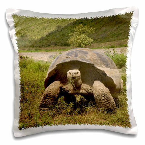 3dRose Giant Tortoise, Alcedo Volcano, Galapagos Islands-SA07 Pox0686-Pete Oxford-Pillow Case, 16 by 16" (pc_86293_1) 3dRose Giant Tortoise, Alcedo Volcano, Galapagos Islands-SA07 Pox0686-Pete Oxford-Pillow Case, 16 by 16" (pc_86293_1)