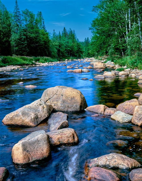 River flowing through a forest Ausable River Lake Placid Adirondack Mountains Essex County New York State USA Poster Print by Panoramic Images (14 x 11)