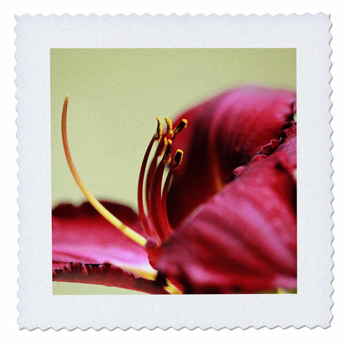 3dRose A Macro Photograph of a Burgundy red Daylily. - Quilt Squares (qs_350882_6) 3dRose A Macro Photograph of a Burgundy red Daylily. - Quilt Squares (qs_350882_6)
