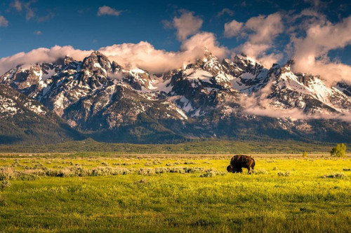 Bison Grazing Below Grand Teton Mountains Photo Photograph Landscape Pictures of Buffalo Pictures Wall Art Bull Pictures Wall Decor Bull Horns for Wall Cool Wall Decor Art Print Poster 36x24