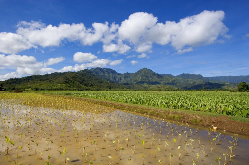Posterazzi USA Hawaii Islands Kauai Scenic mountains and blue sky Hanalei Valley Wet taro farm Poster Print, (17 x 11) Posterazzi USA Hawaii Islands Kauai Scenic mountains and blue sky Hanalei Valley Wet taro farm Poster Print, (17 x 11)