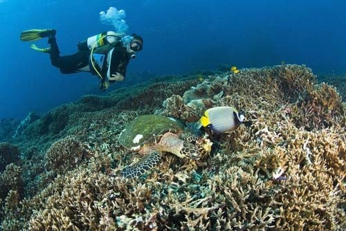 Posterazzi Similan Islands Thailand Scuba Diver Over A Hawksbill Turtle (Eretmochelys Imbricata) And Angelfish Poster Print, (18 x 12)