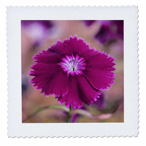 3dRose A Macro Photograph of a Purple Dianthus in Bloom. - Quilt Squares (qs_350885_8) 3dRose A Macro Photograph of a Purple Dianthus in Bloom. - Quilt Squares (qs_350885_8)