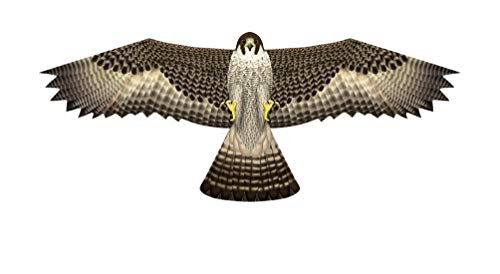 X-Kites Birds of Prey Kite 48"- Falcon