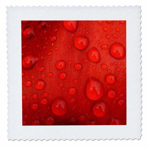 3D Rose Close Up of Rain Droplets On Red Tulip Petal Square 12 by 12 Inch Quilt, 12 x 12