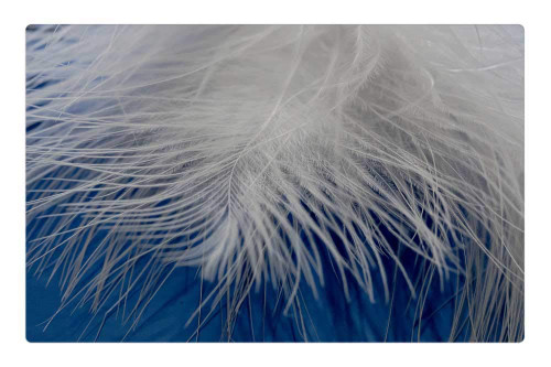 LESGAULEST Doormat Floor Rug/Mat (23.6 x 15.7 inch) - Feather Ease Airy Spring Dress Bird Feather 4