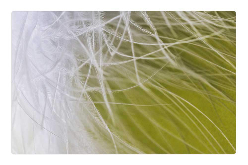 LESGAULEST Doormat Floor Rug/Mat (23.6 x 15.7 inch) - Feather Ease Airy Spring Dress Bird Feather 1
