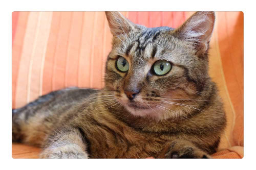 LESGAULEST Doormat Floor Rug/Mat (23.6 x 15.7 inch) - Cat Tabby Cat Green Cat Eyes Cat Lying 1