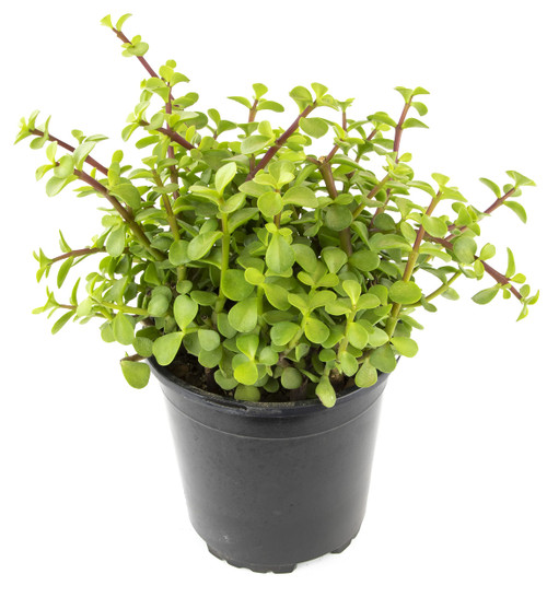Succulents Plants Live Indoor Plants, Portulacaria Afra Live Houseplants, Live Succulents Live Plants Indoor Succulent Plants, Indoor Plant Real Succulents Plants House Plants by Plants for Pets Succulents Plants Live Indoor Plants, Portulacaria Afra Live Houseplants, Live Succulents Live Plants Indoor Succulent Plants, Indoor Plant Real Succulents Plants House Plants by Plants for Pets