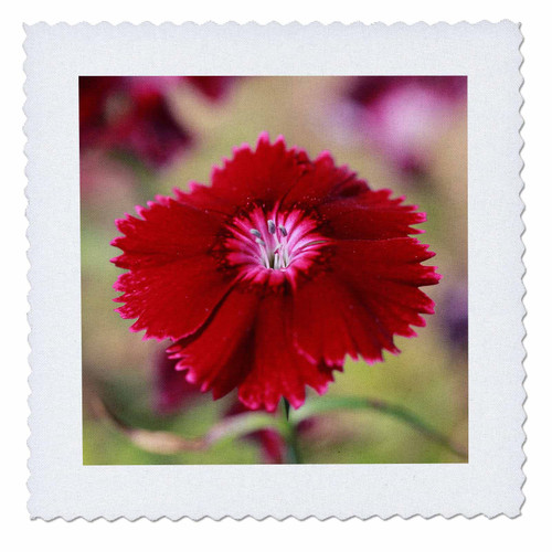 3dRose A Macro Photograph of a red Dianthus in Bloom. - Quilt Squares (qs_350884_10) 3dRose A Macro Photograph of a red Dianthus in Bloom. - Quilt Squares (qs_350884_10)